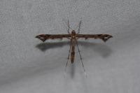 Amblyptilia acanthadactyla