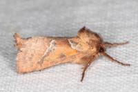 Triodia sylvina