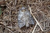 Cossus cossus
