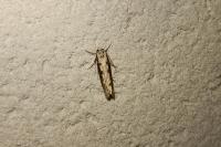 Ethmia bipunctella