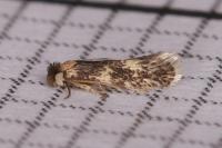 Ectoedemia algeriensis