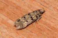 Bryotropha