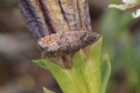 Stictea mygindiana
