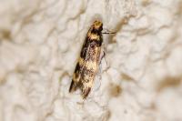 Oegoconia