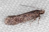 Telphusa cistiflorella