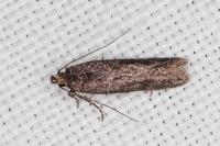 Telphusa cistiflorella