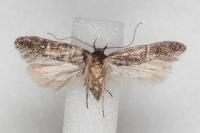 Telphusa cistiflorella