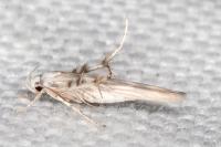 Palumbina guerinii
