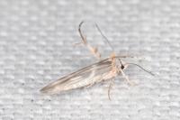 Palumbina guerinii