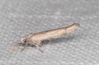Zelleria oleastrella