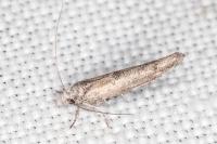 Zelleria oleastrella