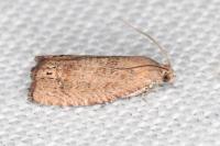 Cydia molybdana