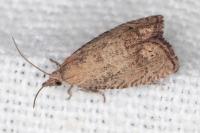 Cydia molybdana
