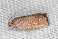 Cydia molybdana