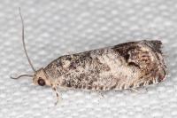 Cydia splendana