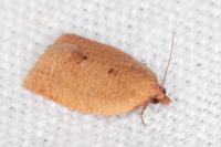 Clepsis consimilana