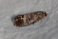 Cydia pomonella
