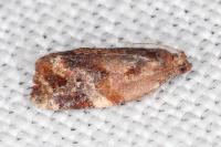 Ditula angustiorana