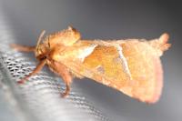 Triodia sylvina