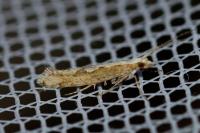 Plutella xylostella