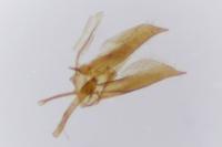 Glyphipterix thrasonella