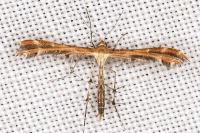 Oxyptilus distans