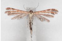 Oxyptilus distans
