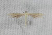 Adaina microdactyla