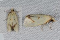 Agapeta hamana