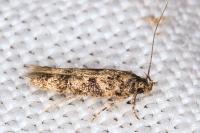 Carpatolechia decorella