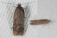 Bryotropha terrella