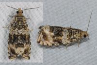 Celypha lacunana