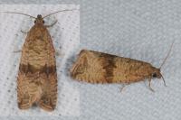 Celypha striana