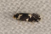 Ectoedemia heringi