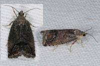 Cydia splendana