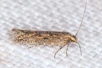 Ephysteris promptella