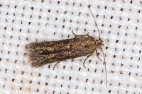 Ephysteris promptella