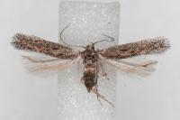 Ephysteris promptella
