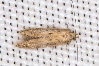 Ephysteris promptella