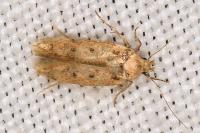 Bryotropha plebejella