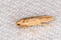 Bryotropha plebejella