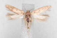 Bryotropha plebejella