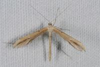 Emmelina monodactyla