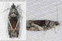 Epinotia nisella