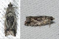 Epinotia nisella/cinereana