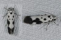 Ethmia quadrillella
