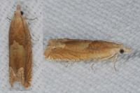 Eucosma conterminana