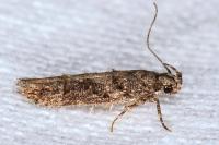 Neotelphusa cisti