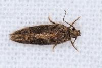 Neotelphusa cisti