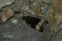 Apotomis sauciana